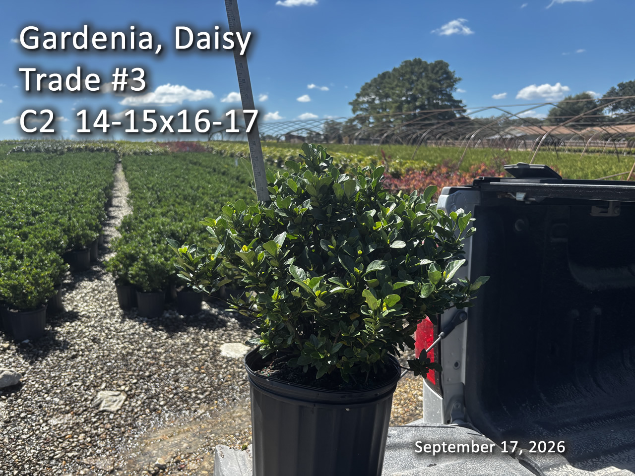gallery/gdai3t c2 sept17.jpg